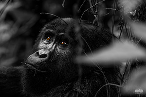 Do You Remember When