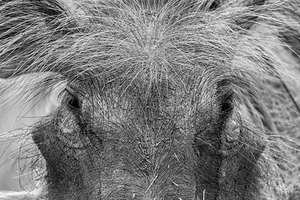 Im Sexy and I Know It