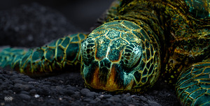 The Hare Can Have It