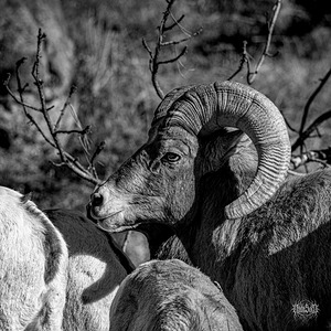 The Night Time is the Right Time