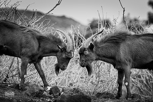 There Can Be Only One