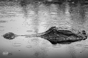 Whos the Real Villian