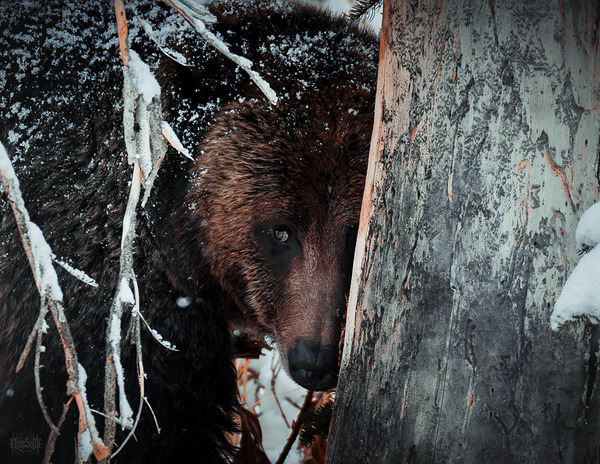 A Bashful Jam by Nate Solo