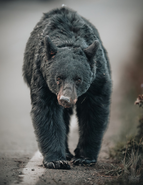 Black Bear Strut by Nate Solo