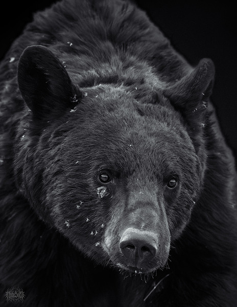 Black Bear Portrait by Nate Solo