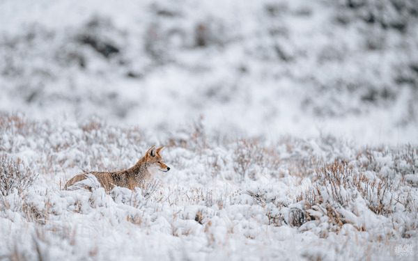 The First Snow by Nate Solo