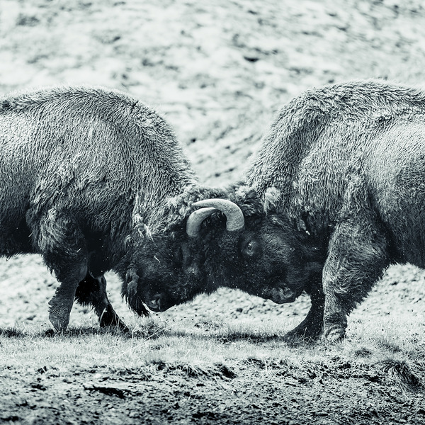 Battle for Hayden Valley B&W Print