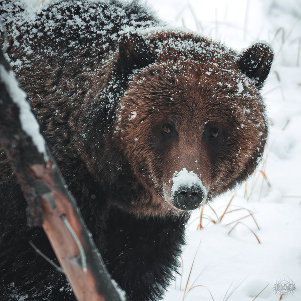 A Light Dusting by Nate Solo