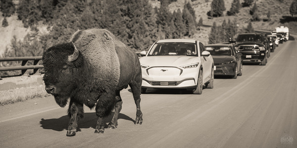 bisontraffic by Nate Solo