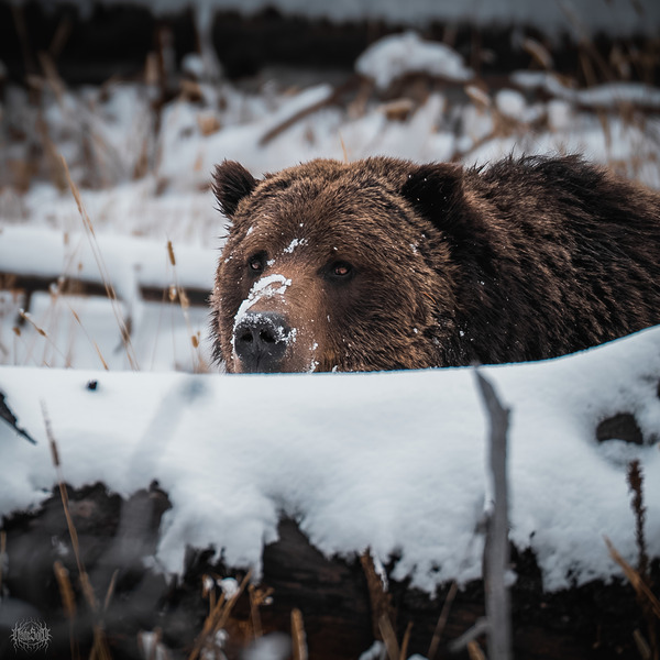 Big Red Sees You by Nate Solo
