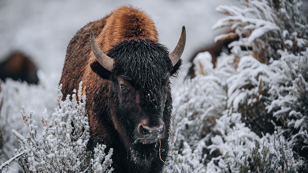 Determination by Nate Solo