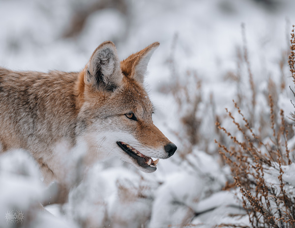 Coyote in Yellowstone by Nate Solo