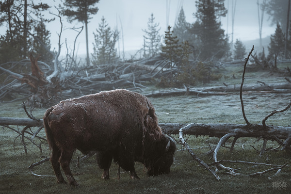 A Powerful Haze - The Bison of Yellowstone by Nate Solo