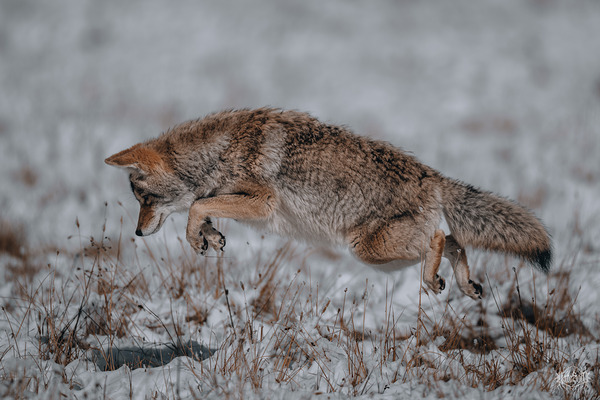 Air Jordan by Nate Solo