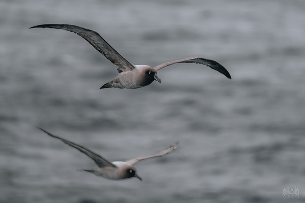 Jessica Albatross by Nate Solo