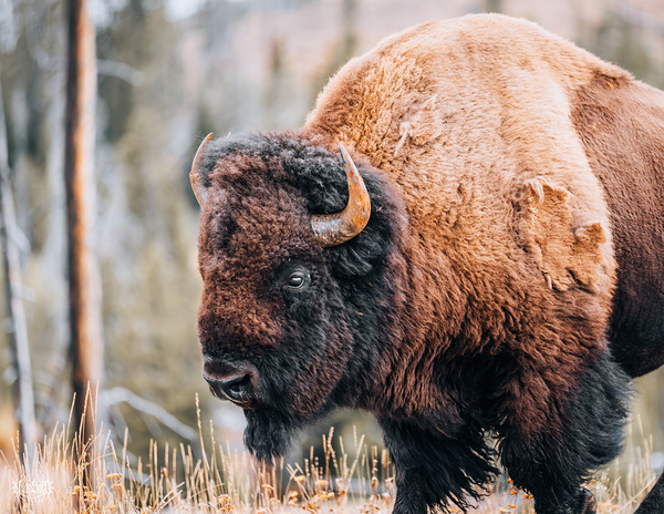 Bison 2025 by Nate Solo