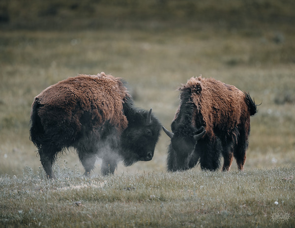 Lamar Valley Battle by Nate Solo