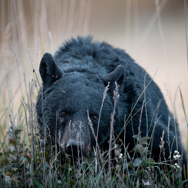 I See You by Nate Solo