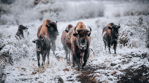 Family Pride by Nate Solo