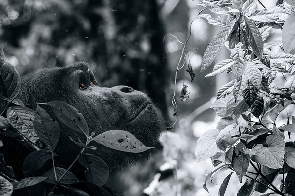 Lookin to the Sky B&W Print