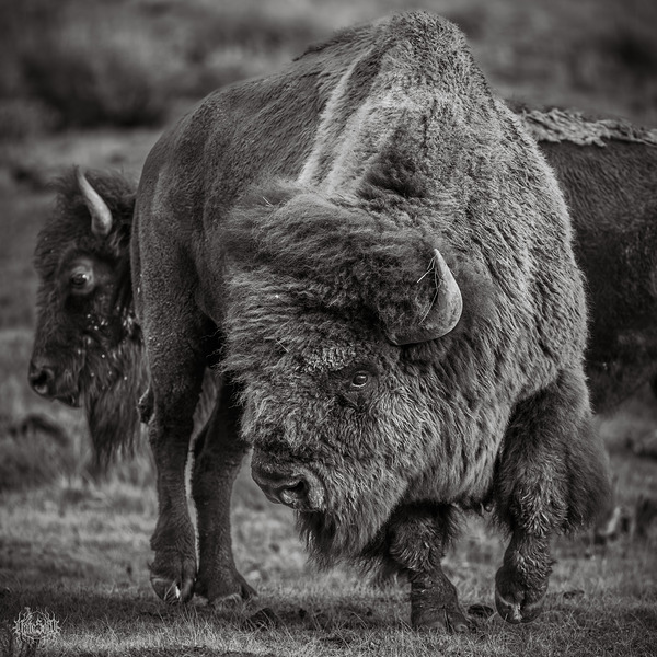 I Flip My Hair Back and Forth B&W by Nate Solo