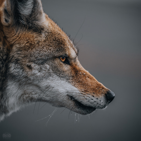 Laser Focus by Nate Solo