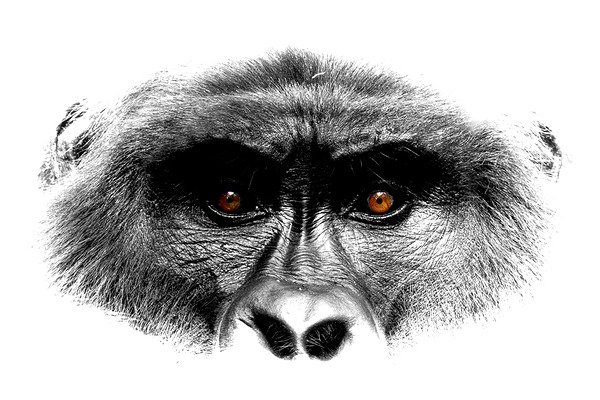 Gaze of Bahati B&W by Nate Solo