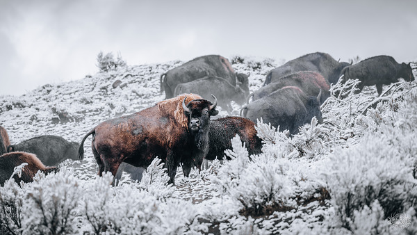 Bison Hill Yellowstone National Park by Nate Solo