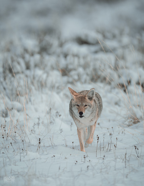 A Vole in the Mouth by Nate Solo