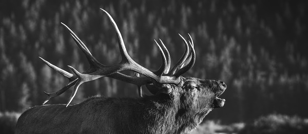 Rutting of the Elks B&W Print