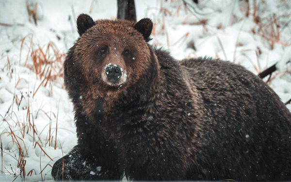 Big Red Yellowstone National Park October 2025 by Nate Solo
