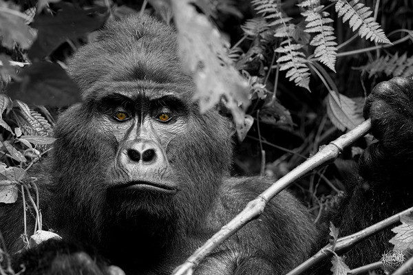 Bahati The Great by Nate Solo