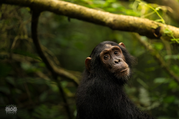 Chimpanzeeva von Berne by Nate Solo