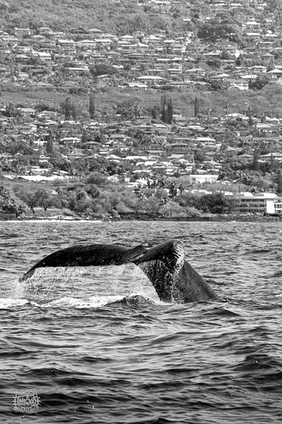 Gettin  Tail by Nate Solo