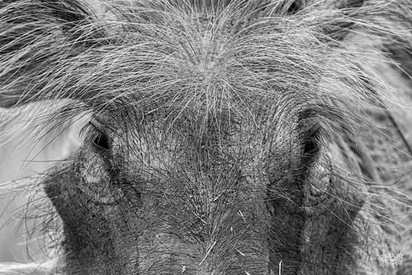 Im Sexy and I Know It Print