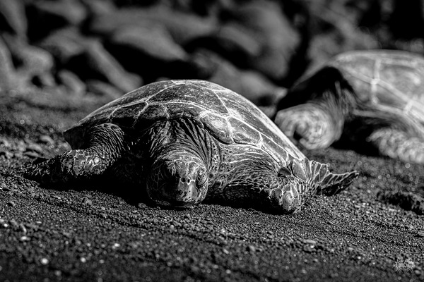 Island Time by Nate Solo