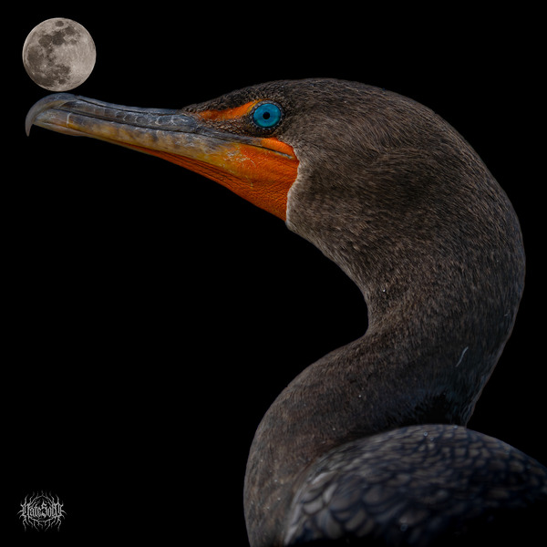 It s Called Balance by Nate Solo