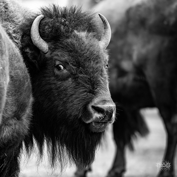 Look Back At It by Nate Solo