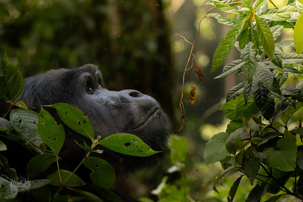 Lookin to Sky to Save Me by Nate Solo