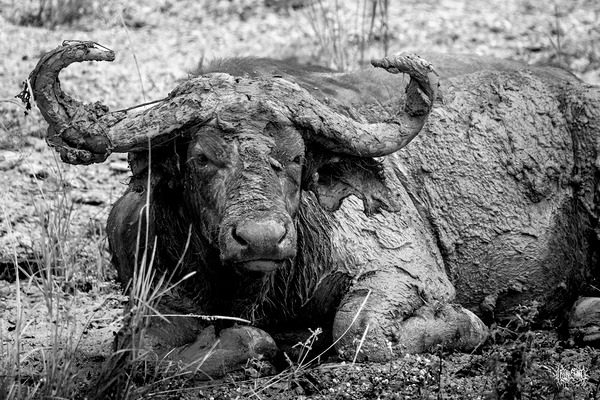 Nothing to See Here by Nate Solo