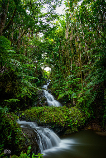 Now You Are Like Me by Nate Solo