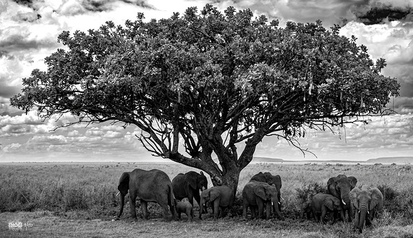 Tree Trunks of Life by Nate Solo