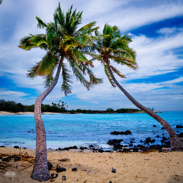 Krenny Lavitz by Nate Solo