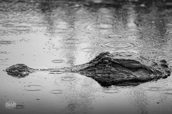 Whos the Real Villian Print