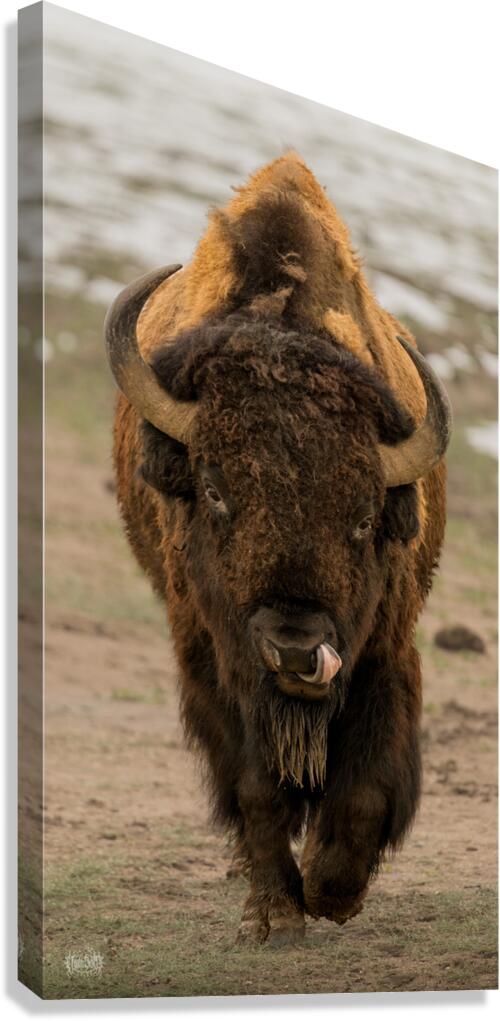 Arsenal Pride Canvas Print