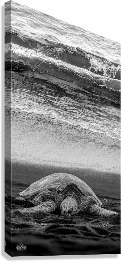 Sleepy Surf Canvas Print