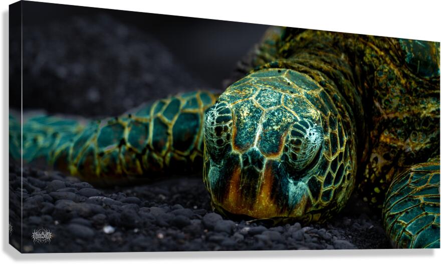 The Hare Can Have It Canvas Print