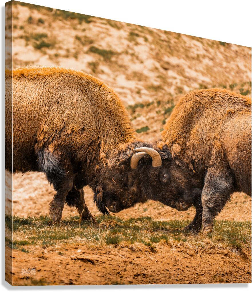 Battle For Hayden Valley Canvas Print