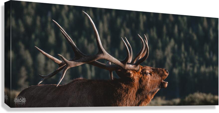 The Rutting of the Elks Canvas Print