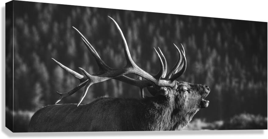 Rutting of the Elks B&W Canvas Print